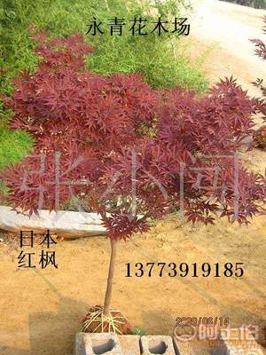 【現貨出售3公分日本紅楓、中國紅楓、基地實物照片、歡迎選購】 - 產品庫 - 沭陽縣永青花木場