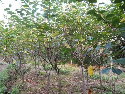 浙江櫻花-日本櫻花 -浙江紅楓|浙江櫻花|浙江海棠 產品展示(浙江櫻花、浙江紅楓、浙江海棠)-金泉網