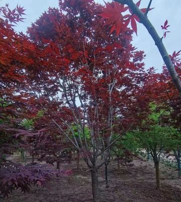 園林綠化新貴 日本紅楓與中國紅、美國紅楓的精品化培育之路