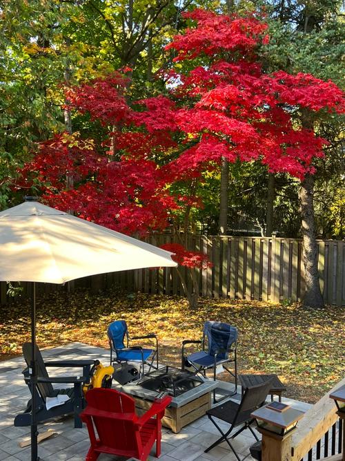 庭院里的詩意棲居——我的日本紅楓情緣