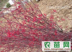 日本紅楓種苗鑒賞 紅舞妓與紫秀的品種特色及優質供應商推薦