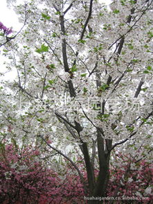 專供別墅庭院綠化精品苗木 日本紅楓及其他名貴樹種解析