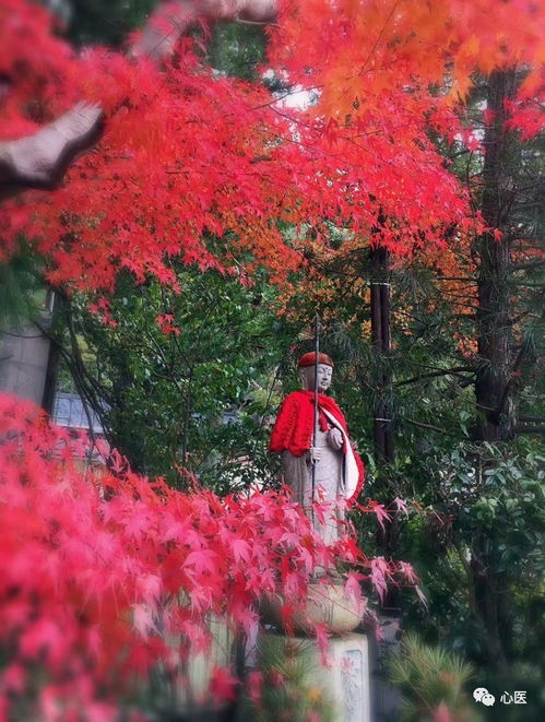 紅楓與白雪的不期而遇 日本游學紀行（上）